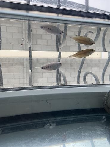 Лабиринтовые аквариумные рыбки (пгурами/медовые и мраморные)