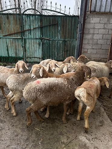 яицо дакан: Продаю | Ягненок | Для разведения — 3