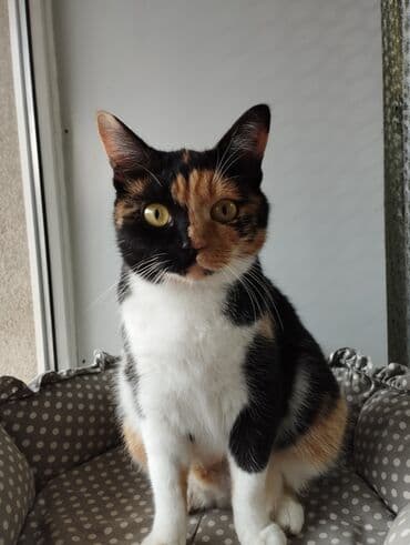 мышык бишкек: Мышык бекер берилет: Породасыз, 2 жаш, Ургаачы, Бычылган, Лотокко барууга үйрөтүлгөн, Курттардан тазаланган — 1