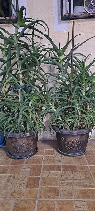 Алоэ (вероятно, Aloe arborescens) в декоративных горшках. - Два at lalafo.kg Алоэ (вероятно, Aloe arborescens) в декоративных горшках. - Два