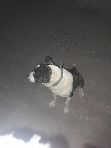 собачка купить: Собака крупного типа, окраса черно-белый тигровый с белой грудью — 2