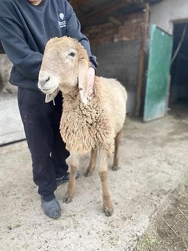 сх животные и товары: Продаю | Баран (самец) | Арашан | Для разведения — 2