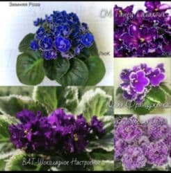 мебельный лист: Продаю фиалки! Срезанный лист 30 сом! Коллекция из 35сортов продам — 7