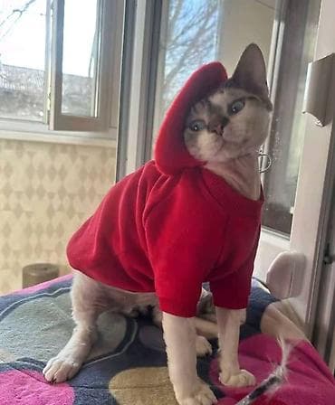 сколько стоит сфинкс цена: Продаётся мальчик,по имени Оскар под кастрацию.Вывожу из — 4