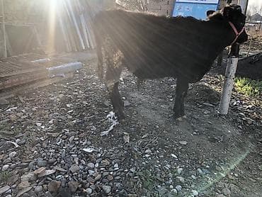 Грызуны: Продаю | Бык (самец) | На откорм, Для разведения — 5