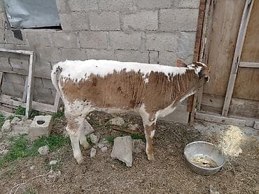 телята порода: Продаю | Музоо, торпок | На откорм | Привязанные — 3