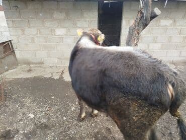 рабочий аттар: Продаю | Бык (самец) | Полукровка, Монбельярд | На откорм | Привязанные — 10