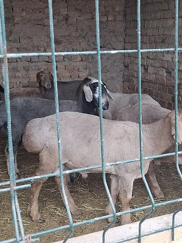 Продаю | Овца (самка) | На забой at lalafo.kg Продаю | Овца (самка) | На забой