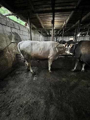 бараны аршан: Продаю | Бык (самец) | На откорм | Привязанные — 8