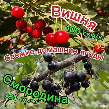 Вишня В розницу, Платная доставка