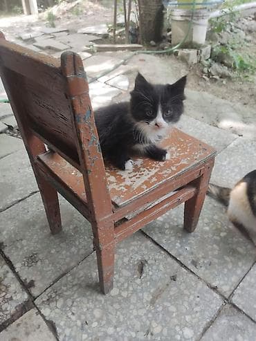 1 мальчик 2 котенка фулл: Беспородная, 2 месяца, Мальчик, Черный, Приучена к лотку — 2
