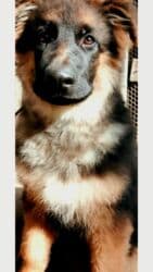 акустические системы kronos колонка в виде собак: Щенки немецкой овчарки3 месяца - Пухнастые малыши с крепким костяком — 3