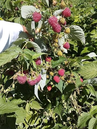 куплю малина: Саженцы ремонтантной малины (высокоурожайные сорта) - Тип — 3