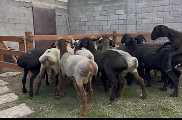 лабрадор цена бишкек: Продаю | Овца (самка), Баран (самец) | На забой — 2