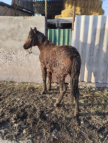 ахалтекинская лошадь цена: Продаю | Жеребенок | Полукровка | Рабочий | Племенные — 4