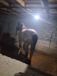 продажа щенков немецкой овчарки с документами в бишкеке: Сатам | Бээ (ургаачы) | Союуга, Көбөйтүү үчүн — 4