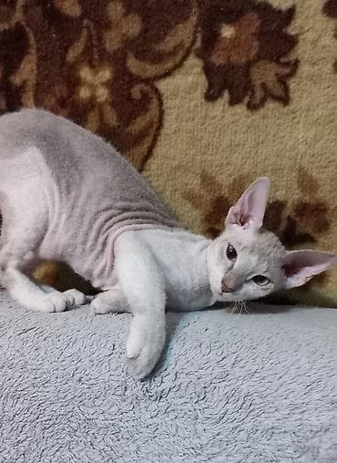 Мышыктар сатылат: 🐾🐈‍⬛ Голубоглазая девочка породы донской сфинкс, готова переехать в — 1