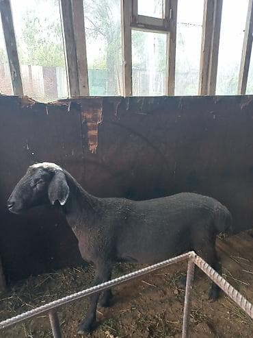 парода уйлар: Продаю | Ягненок, Баран (самец) | На забой | Кастрированные — 1
