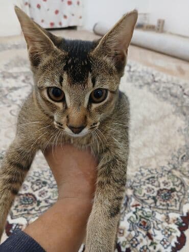котенок в добрые руки: Котенок домашний, короткошёрстный, тигрового окраса. Описание: - Пол — 2