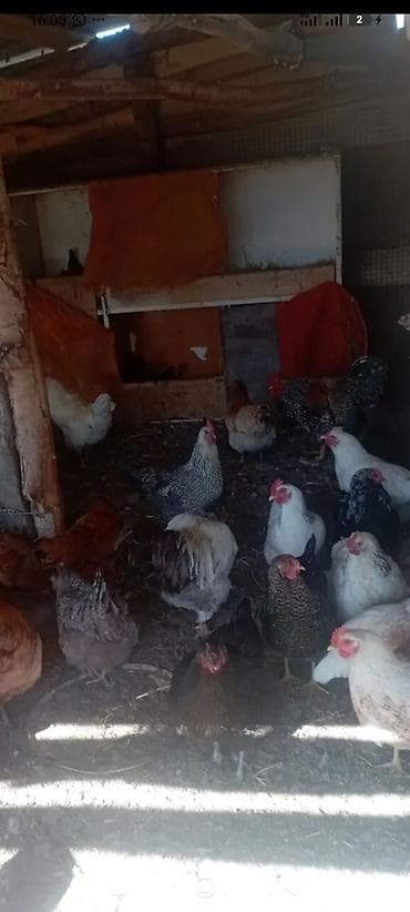 Продаю | Куры | Несушки at lalafo.kg Продаю | Куры | Несушки