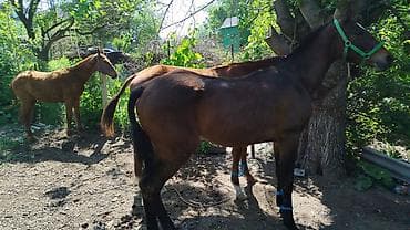 уй сатылат бишкек 2022: Сатам | Тай — 3