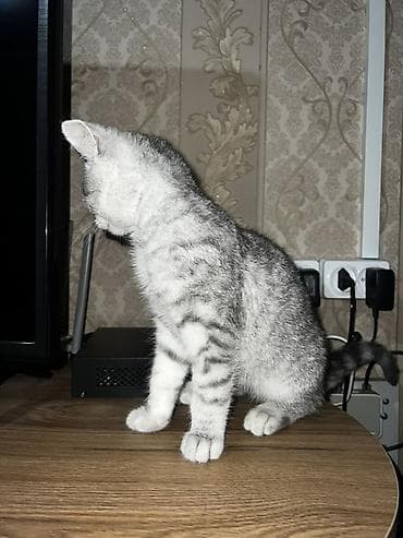 дом кошка: Британская короткошёрстная, 4 месяца, Мальчик, Серебристая шиншилла, Приучена к лотку — 2