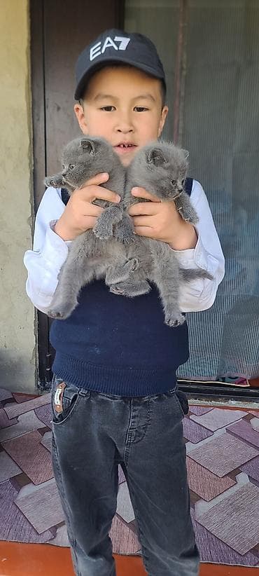 котята дворняжки: Британские короткошёрстные котята, окрас голубой. - Плюшёвая плотная — 1