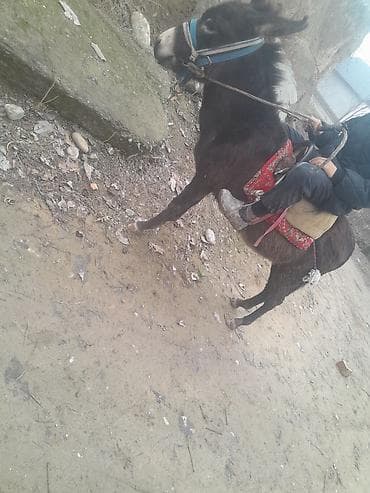 арашан ко: Ослик для верховой езды и хозяйственных работ. - Компактный — 3