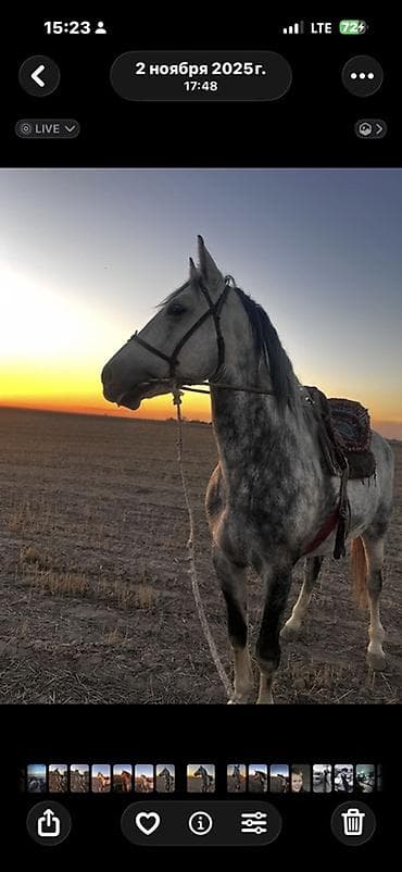 серые кошки фото: Продаю | Конь (самец) | Рабочий | Племенные — 7