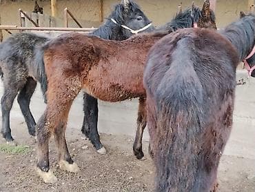 собаки каракол: Сатам | Тай | Көбөйтүү үчүн | Асыл тукумдуу — 6