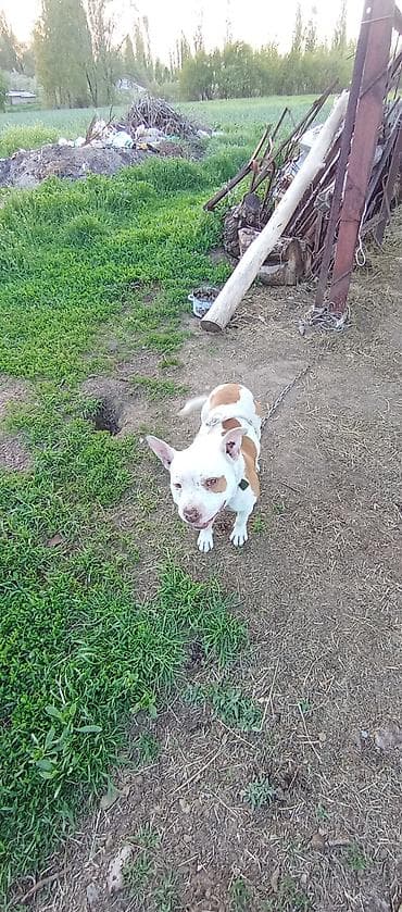 ит собака: Американский бульли (тип питбуля) бело-рыжего окраса. Особенности: - — 3