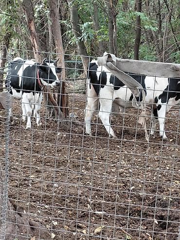 Айыл чарба: "Ищем надежного и опытного скотника для работы с коровами. Важно — 5