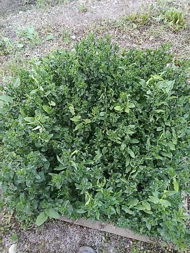 Мята чайная. - Ароматная мята с выраженным ментоловым вкусом. - Кусты