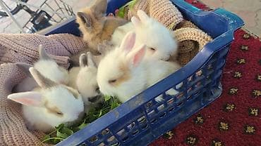 пушистая сиамская кошка: Кролики-декоративные, молодые. Разнообразные окрасы: белые с — 2