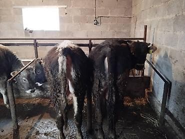 Другие животные: Продаю | Бык (самец) — 7