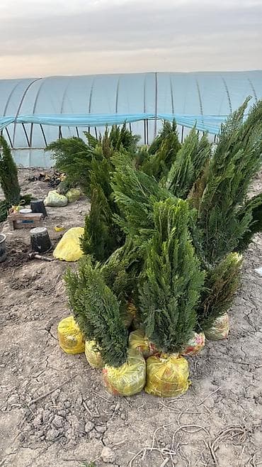 дерово: Саженцы туи (хвойные, с комом земли) - Породы: колоновидные и — 2