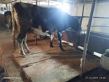 Продаю | Корова (самка) | Для молока | Привязанные