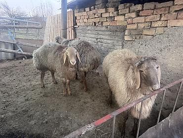 үй жаныбарлар: Сатам | Ургаачы кой (ургаачы) | Көбөйтүү үчүн | Ургаачы — 2