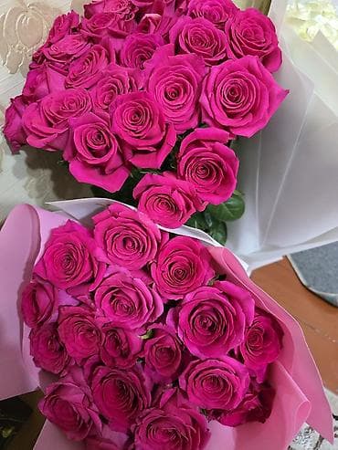 тульпан оптом: Продам дёшево — 1