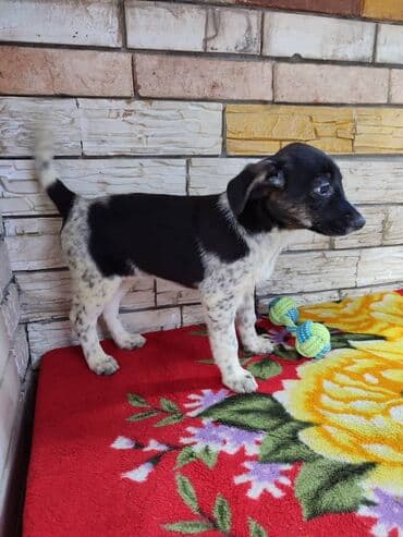 питомники собак бишкек: Ищем дом девочке. По достижении возраста гарантируем стерилизацию — 8