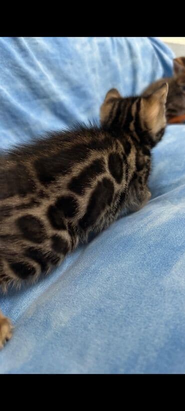 кошка беловодск: Бенгал, 1 айлык, Эркек, Шоколад, Документтери менен, Лотокко барууга үйрөтүлгөн, Курттардан тазаланган — 9