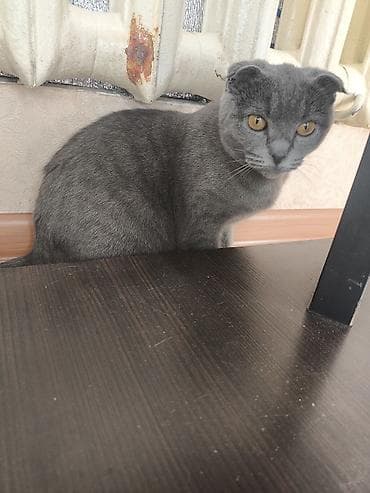 кошка манчкин: Скотиш Фолд (Шотландская вислоухая), 8 месяцев, Девочка, Серый, Приучена к лотку — 4