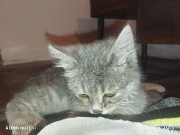 шотландская коричневая кошка: Котёнок серо-дымчатого окраса с тигровыми отметинами. Короткая — 6