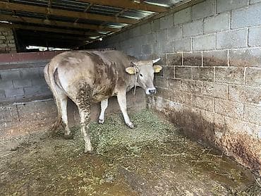 летучая мышь в кыргызстане: Продаю | Корова (самка) | Для разведения, Для молока | Привязанные — 4