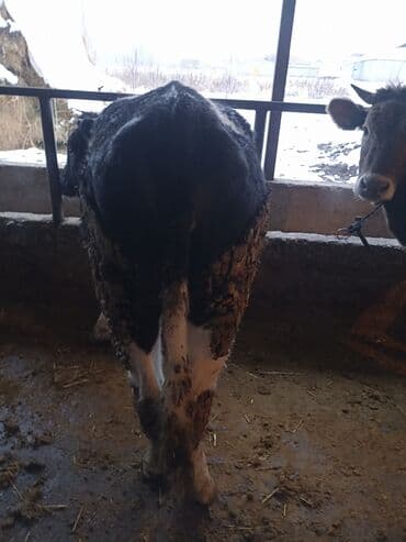 Сатам | Кунаажын | Голштин | Бордоп семиртүү үчүн | Байланган — 6