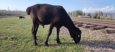 баран овца: Продаю | Баран (самец) | Для разведения | Племенные — 1