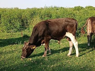 кор: Продаю | Бык (самец) | Алатауская, Аулиекольская | На откорм — 5