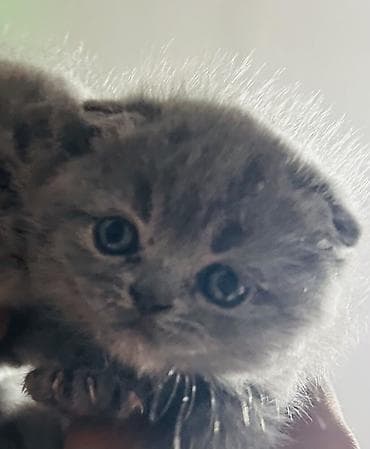 сколько стоит скоттиш фолд: Плюшевые котята серого (голубого) окраса с короткими ушками и круглой — 1
