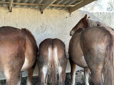 Продаю | Кобыла (самка), Конь (самец), Жеребец | Дончак | На забой, Для разведения, Для молока | Племенные