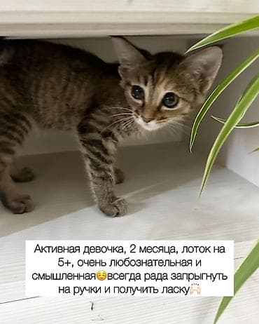 Отдам даром кошку: Кошка даром: Беспородная, Мальчик — 6